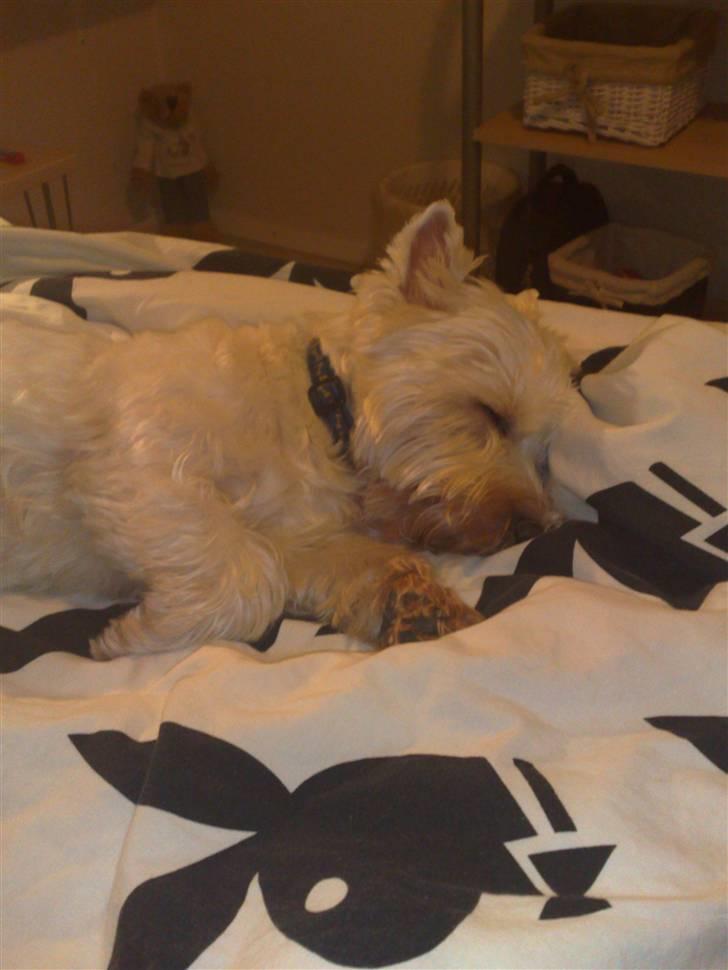 West highland white terrier Sofus (Himmelhund 15/6-2017) billede 2