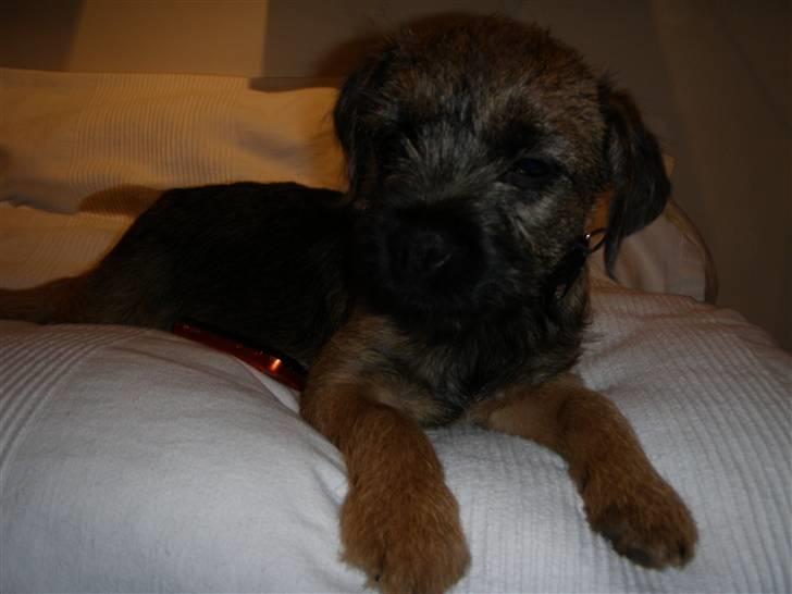 Border terrier Lutra's Morgan billede 19