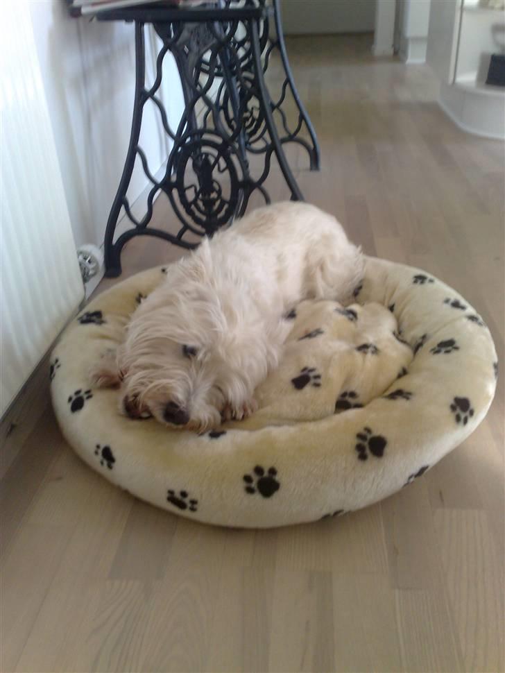 West highland white terrier Sofus (Himmelhund 15/6-2017) billede 3