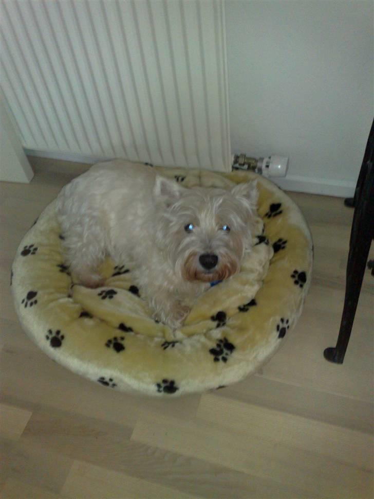 West highland white terrier Sofus (Himmelhund 15/6-2017) billede 4