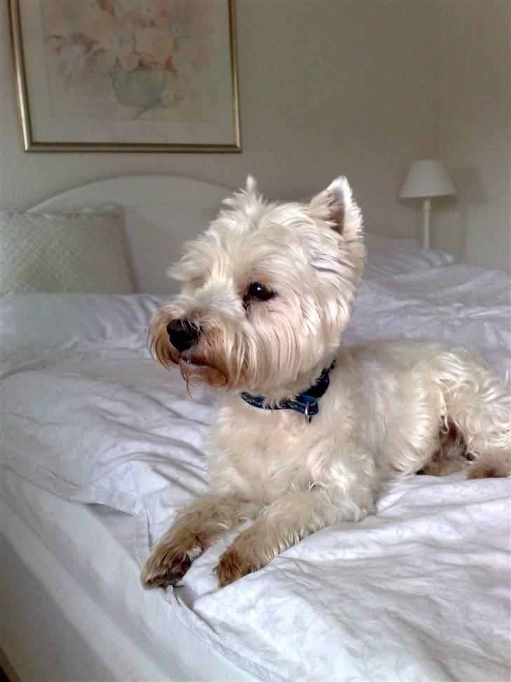 West highland white terrier Sofus (Himmelhund 15/6-2017) billede 5