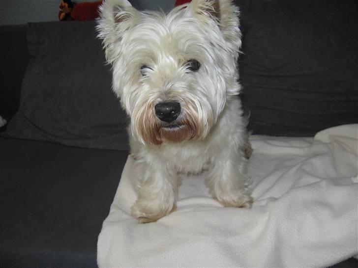 West highland white terrier Sofus (Himmelhund 15/6-2017) billede 6