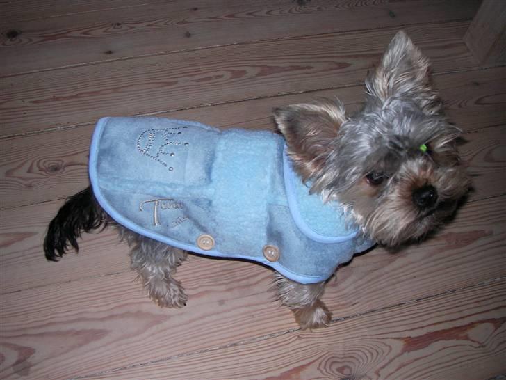 Yorkshire terrier Bounty billede 11