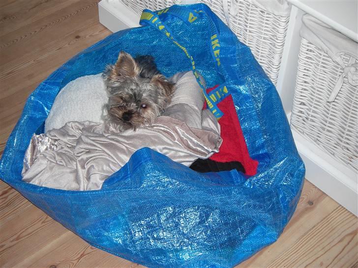Yorkshire terrier Bounty - Dejlig rent vasketøj ..  billede 12