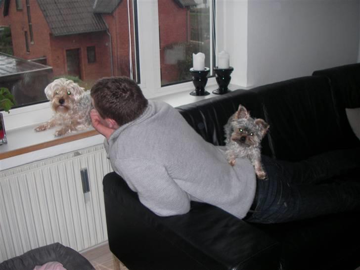 Yorkshire terrier Bounty - Hygge med Beatrice og far <3 billede 13