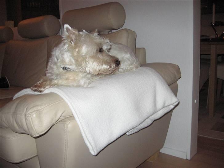 West highland white terrier Sofus (Himmelhund 15/6-2017) billede 7