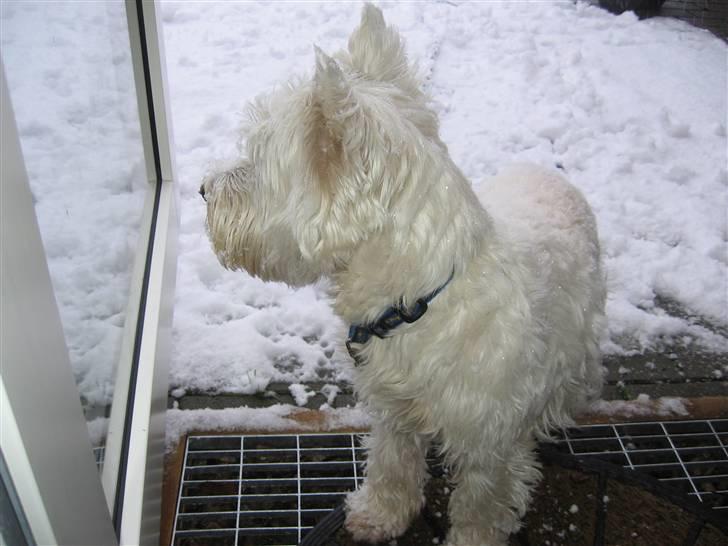 West highland white terrier Sofus (Himmelhund 15/6-2017) billede 8
