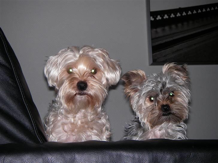 Yorkshire terrier Bounty - Halløjsa :) billede 14