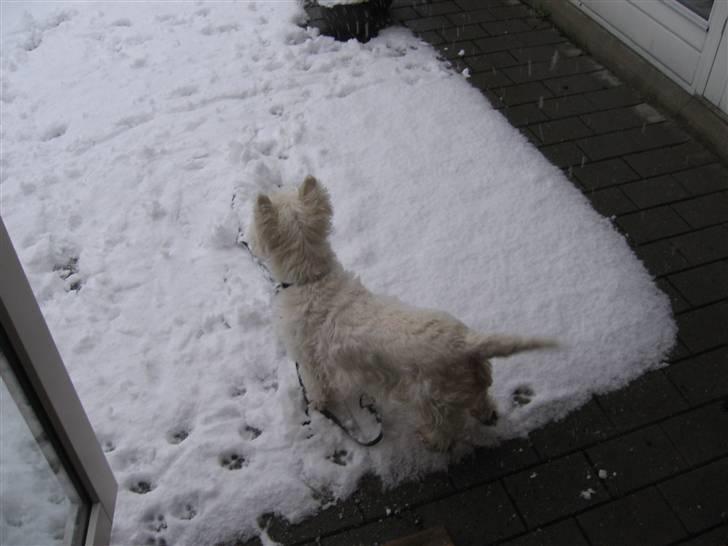 West highland white terrier Sofus (Himmelhund 15/6-2017) billede 9