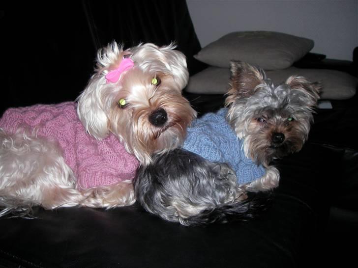 Yorkshire terrier Bounty billede 15