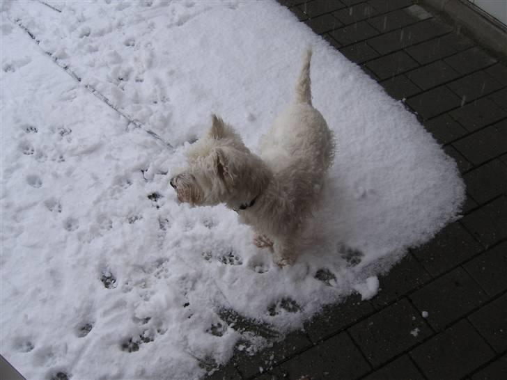 West highland white terrier Sofus (Himmelhund 15/6-2017) billede 10