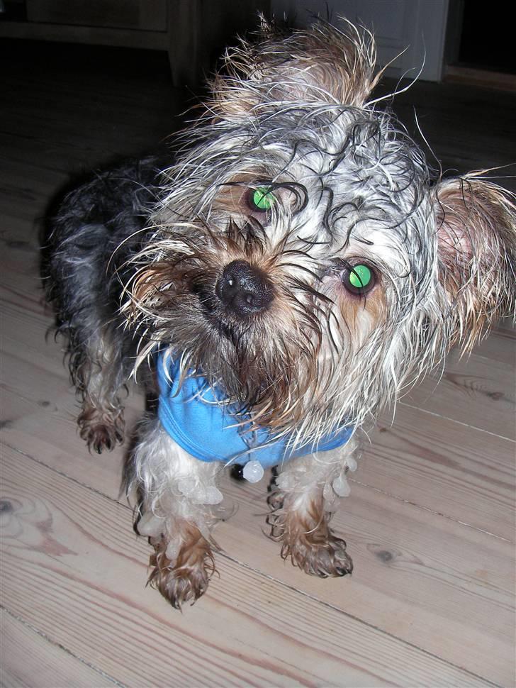 Yorkshire terrier Bounty - Rigtig våd og fuld af sne efter en dejlig gåtur :) billede 16