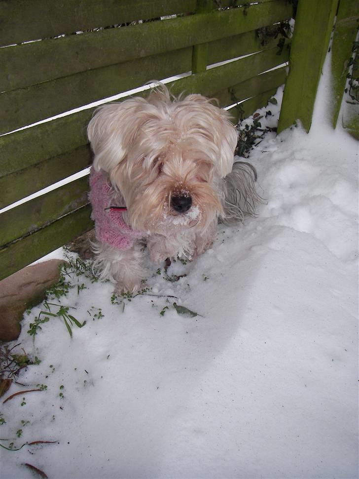 Yorkshire terrier *-Beatrice-* - Dejlig sne .. 2009 :) billede 19