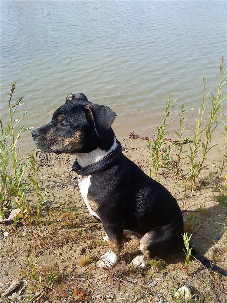 Amerikansk staffordshire terrier Buster billede 1