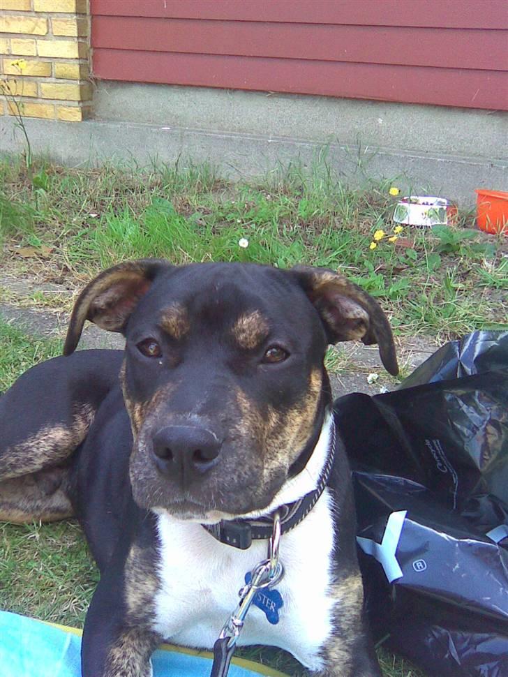 Amerikansk staffordshire terrier Buster billede 2