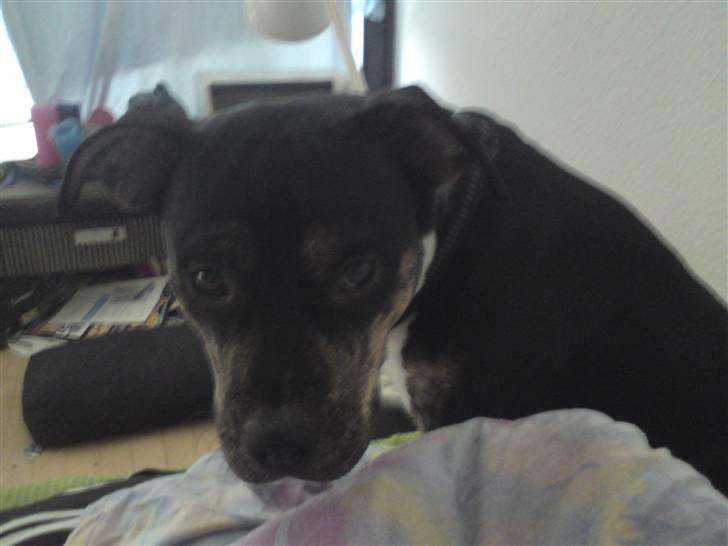 Amerikansk staffordshire terrier Buster billede 3