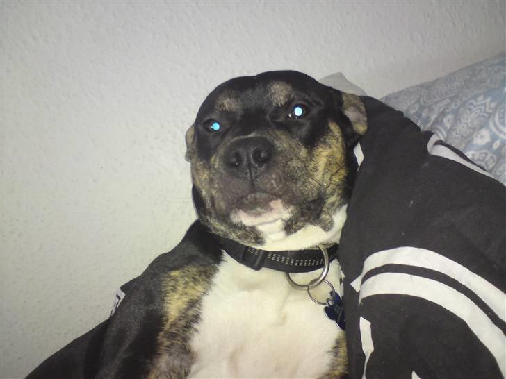 Amerikansk staffordshire terrier Buster billede 4