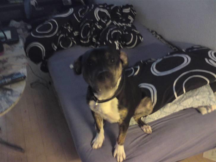 Amerikansk staffordshire terrier Buster billede 5