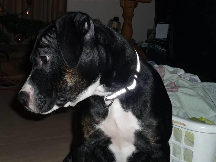 Amerikansk staffordshire terrier Carla billede 1