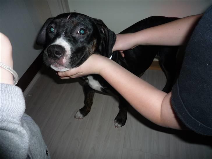 Amerikansk staffordshire terrier Carla billede 2