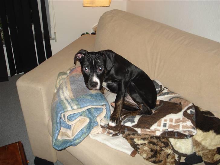 Amerikansk staffordshire terrier Carla billede 3