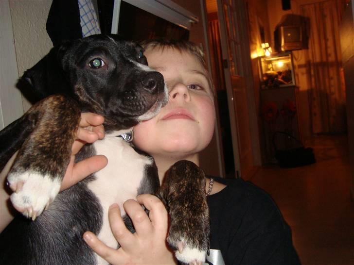 Amerikansk staffordshire terrier Carla billede 5