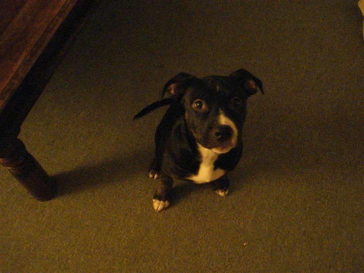 Amerikansk staffordshire terrier Carla billede 6