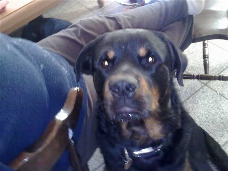 Rottweiler Jacko billede 2