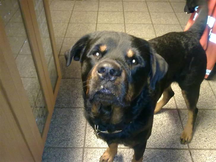 Rottweiler Jacko billede 3