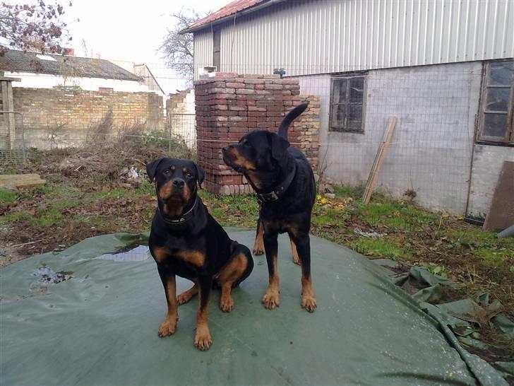 Rottweiler Jacko - Mig og Fie, billede 4