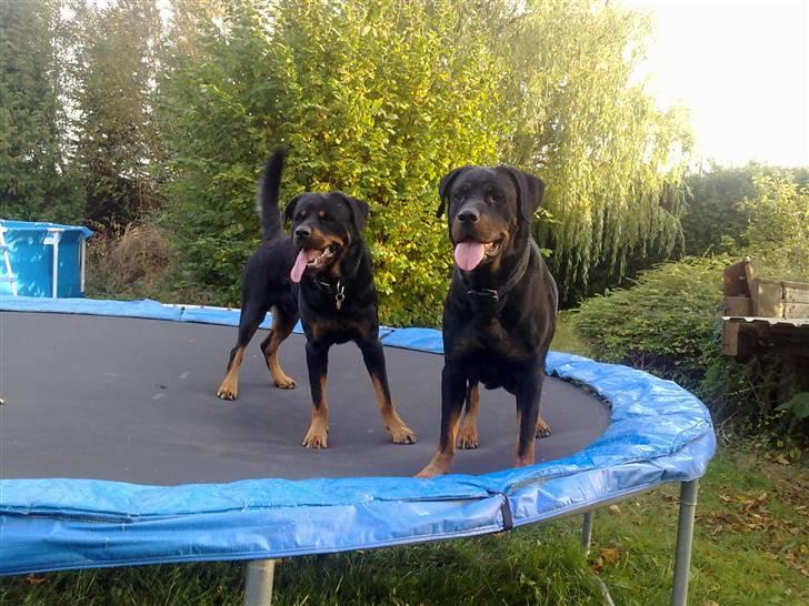 Rottweiler Jacko - Mig og Kia billede 5