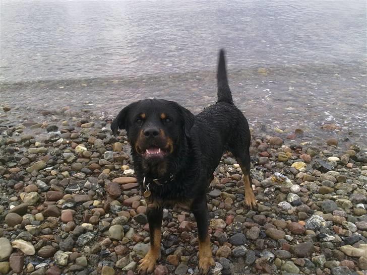 Rottweiler Jacko billede 7