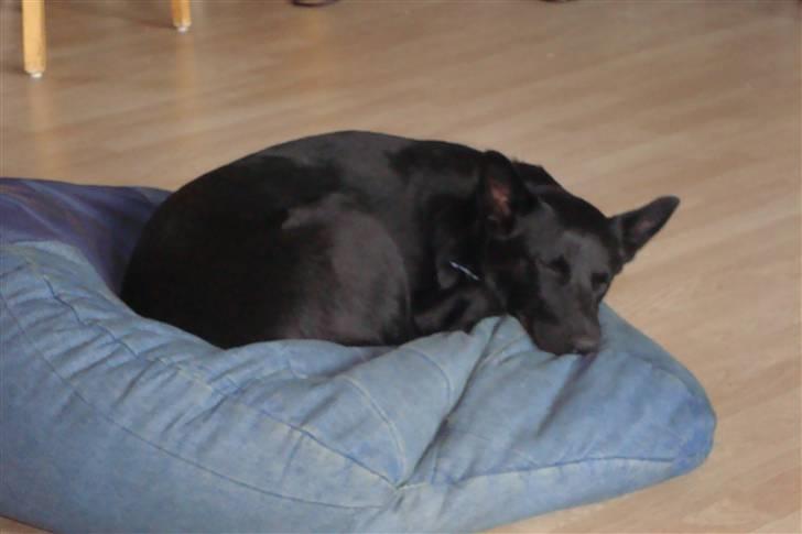 Australsk kelpie Milla - RIP maj 2011 - En træt lille hund efter at have været ude og lege i sneen billede 9