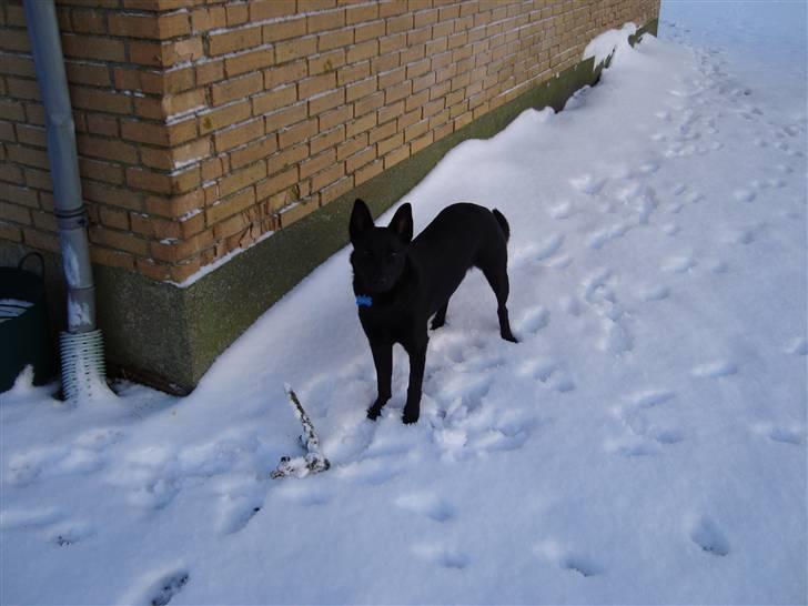 Australsk kelpie Milla - RIP maj 2011 - Milla i sne, det er spændende og nyt billede 10