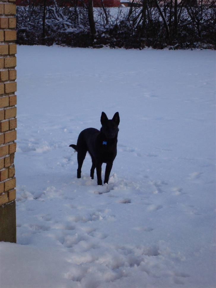 Australsk kelpie Milla - RIP maj 2011 - har været en tur rundt i haven i det fine snelag. billede 11
