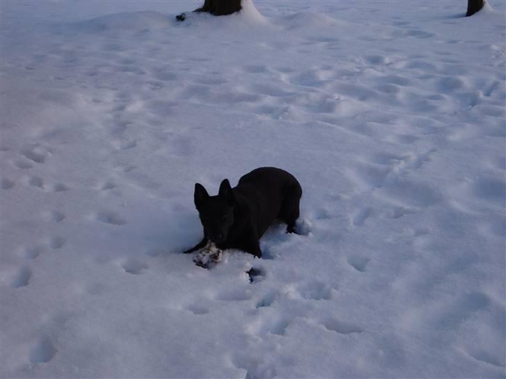 Australsk kelpie Milla - RIP maj 2011 - Passer på at mor ikke tager pinden billede 12