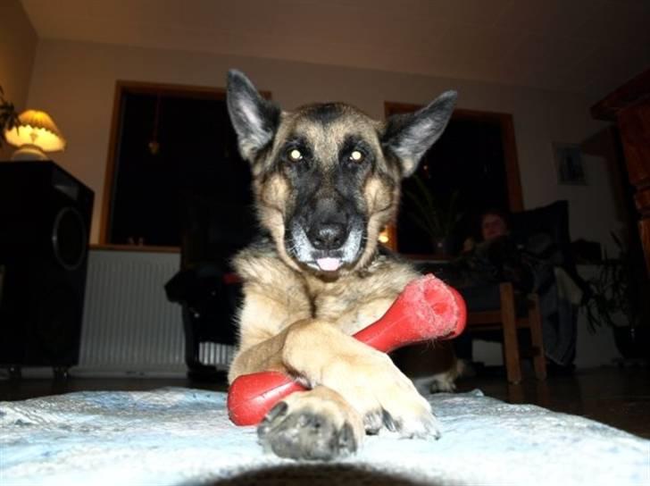 Schæferhund Nanna - savner dig skat. - Hov hov - frække nanna rækker tunge til fotografen billede 15