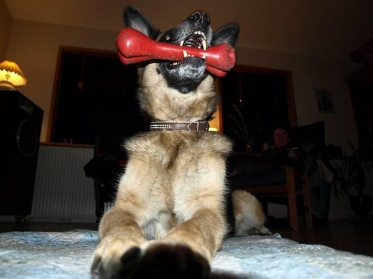 Schæferhund Nanna - savner dig skat. - Flotte bisser billede 16