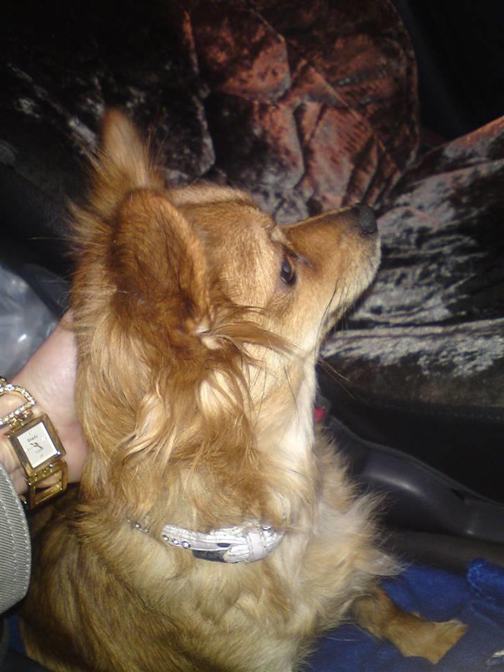 Blanding af racer molly billede 3