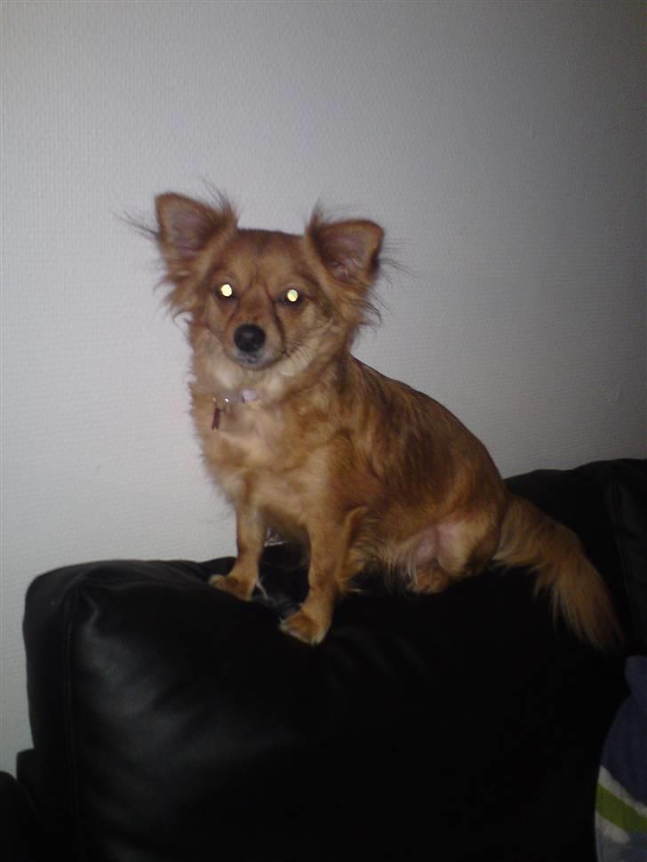 Blanding af racer molly billede 4