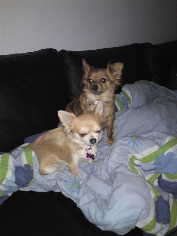 Blanding af racer molly billede 5