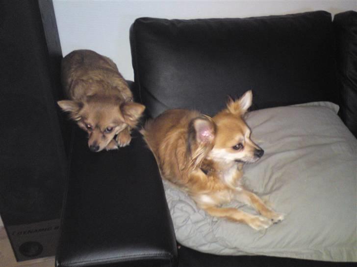 Blanding af racer molly billede 6