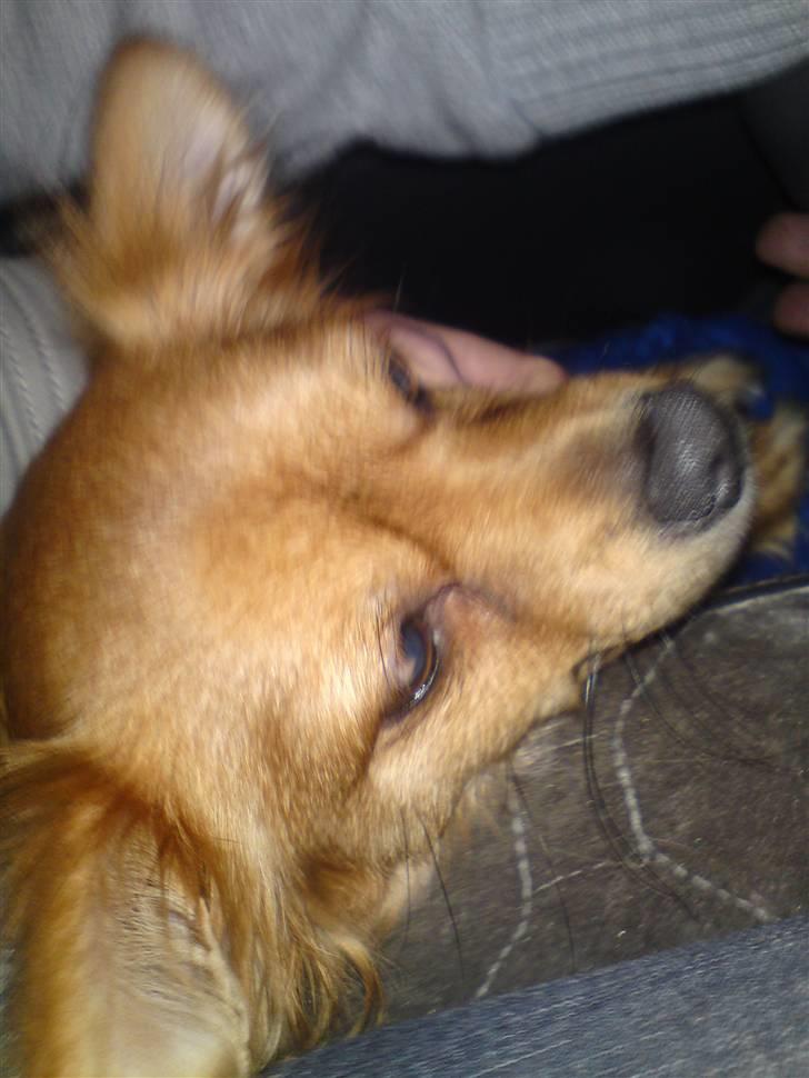 Blanding af racer molly billede 7