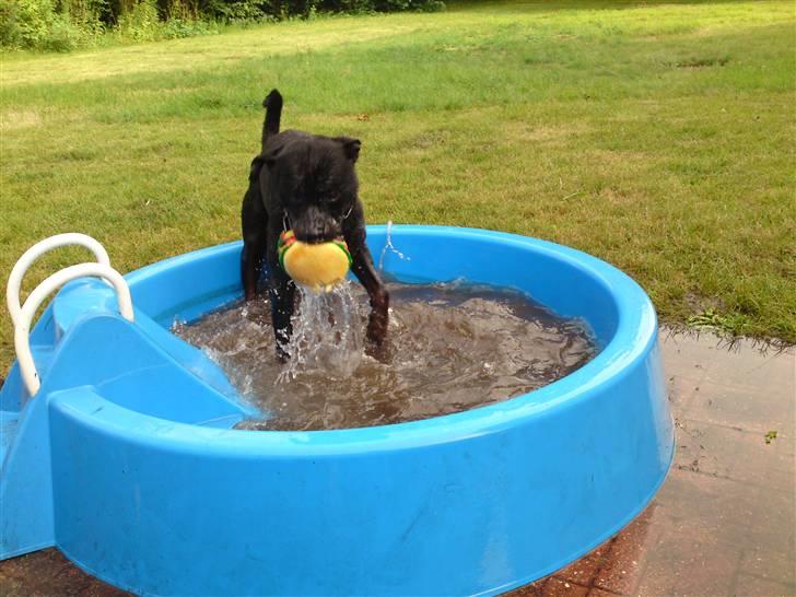 Rottweiler tais mega savnet billede 19