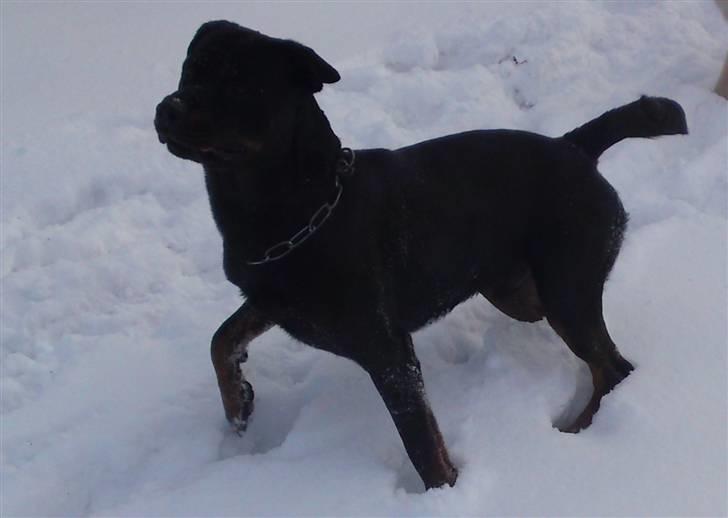 Rottweiler tais mega savnet billede 20