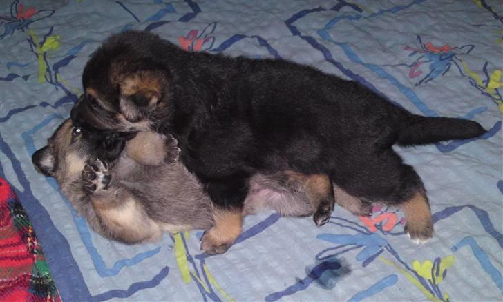 Schæferhund Alderslyst Ranja  billede 9