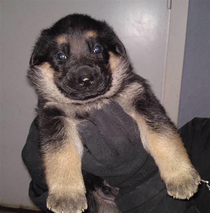 Schæferhund Alderslyst Ranja  billede 10