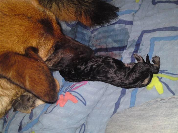 Schæferhund Alderslyst Ranja  - den første hvalp, det er en han billede 11