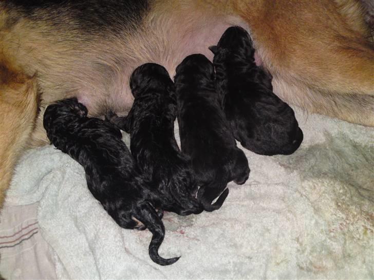 Schæferhund Alderslyst Ranja  billede 12