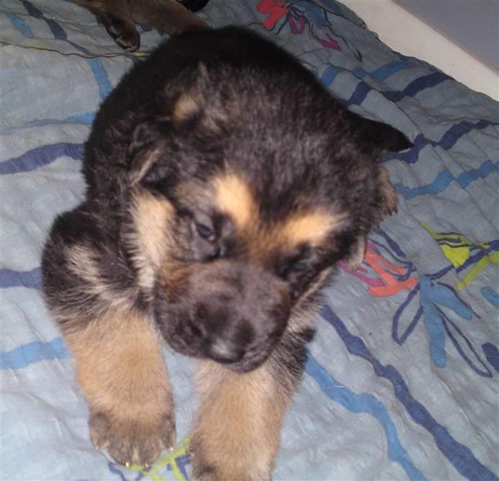 Schæferhund Alderslyst Ranja  billede 13